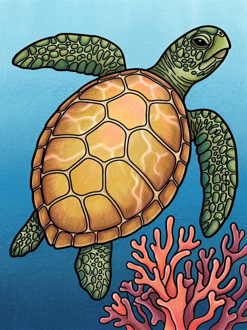 The same turtle in the same colours, layered and shaded